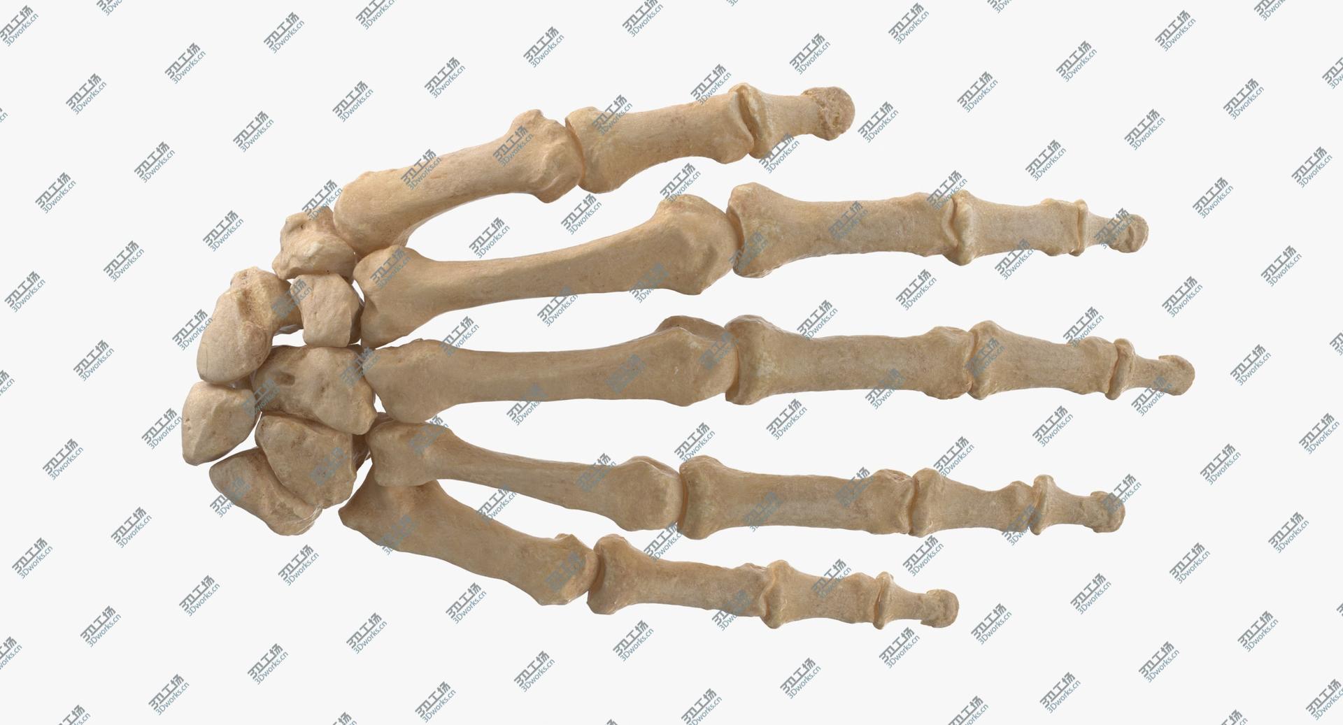 images/goods_img/2021040234/3D Real Human Hand Bones Anatomy 01/2.jpg